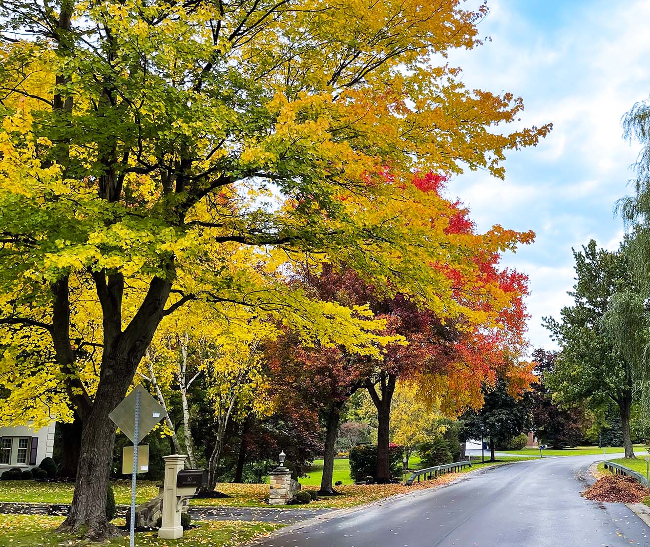 Tree-lined street scene in Woodstream Farms